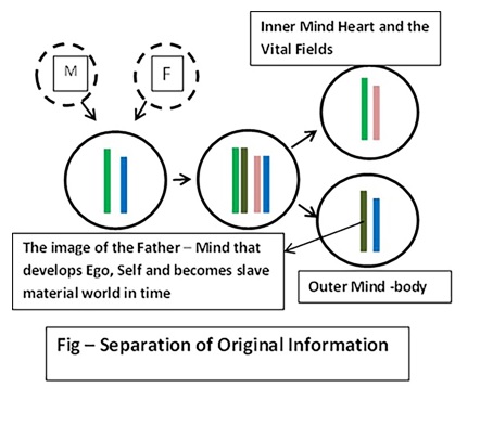 Information conservation and flow in creation from sinularity 