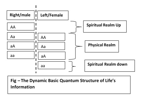 Dynamic Unit of Biological Infromation 