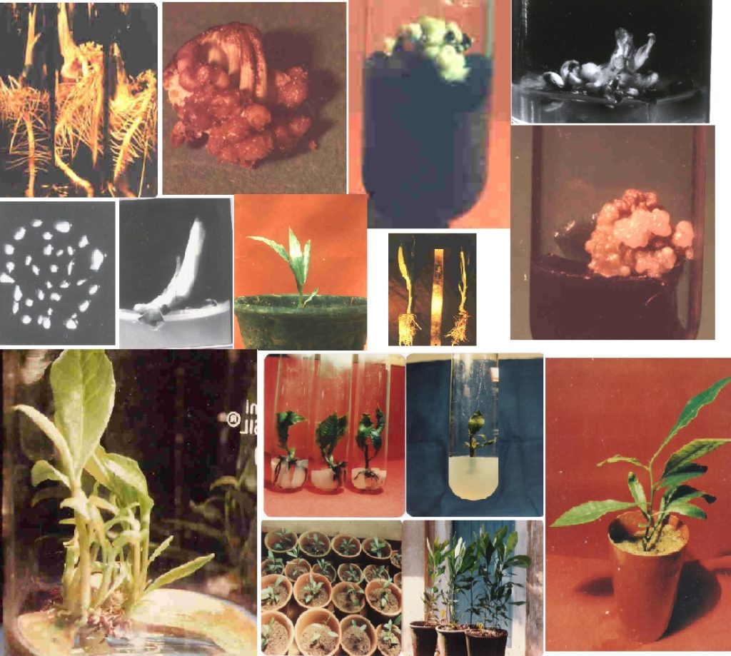 My Work In Biotechnology – Engineering Life in Test Tubes